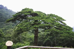 黄山国家地质公园风景_12