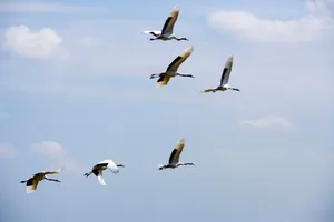 齐齐哈尔扎龙自然保护区风景_8