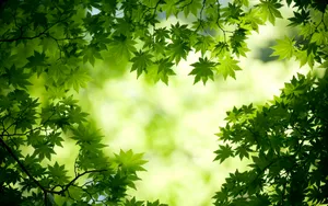 森林风光_2