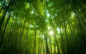 森林风光_9