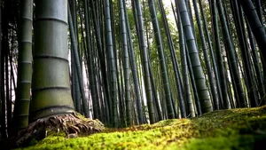 森林树木风景_5