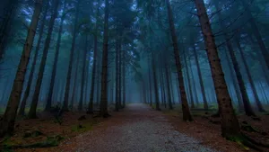 森林树木风景_7