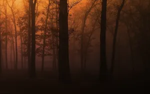 森林树木风景_10