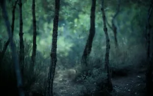 森林树木风景_13