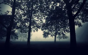 森林树木风景_17