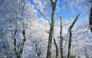 冬季雪景桌面壁纸_1