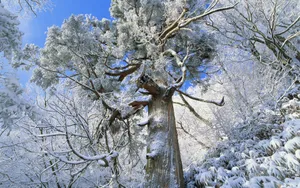 冬季雪景桌面壁纸