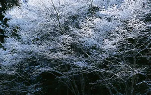 冬季雪景桌面壁纸_2