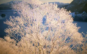 冬季雪景桌面壁纸_4