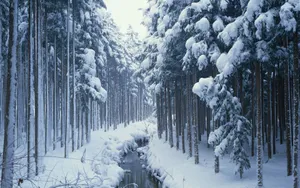 冬季雪景桌面壁纸_5