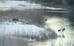 冬季雪景桌面壁纸_9