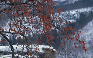 冬季雪景桌面壁纸_11