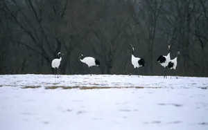 冬季雪景桌面壁纸_19