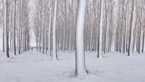 精美雪景风光壁纸_3