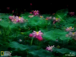 2011国家地理杂志中国赛区_9