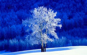 雪景图片壁纸_10