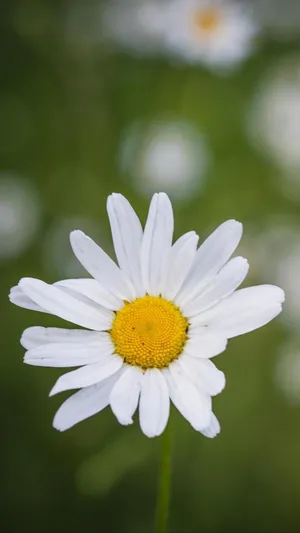 迷人养眼的大滨菊