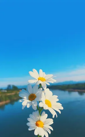 小清新雏菊