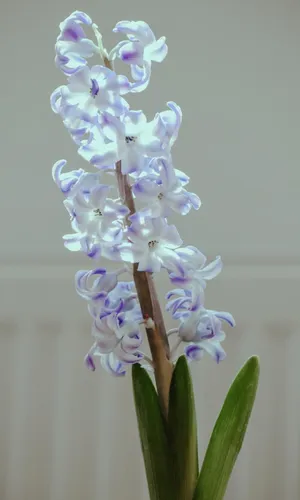 唯美养眼的风信子