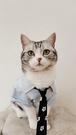乖巧可爱的小猫