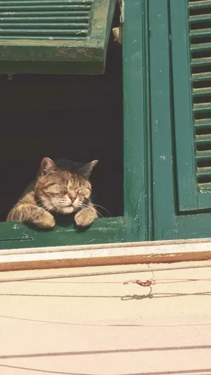 宁静的午后小猫静待良人