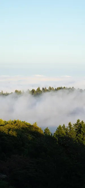 雾气缥缈的原始森林风景