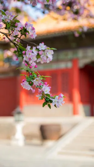 故宫前的西府海棠风光