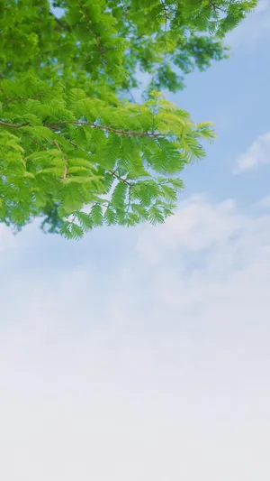 超好看的唯美背景图