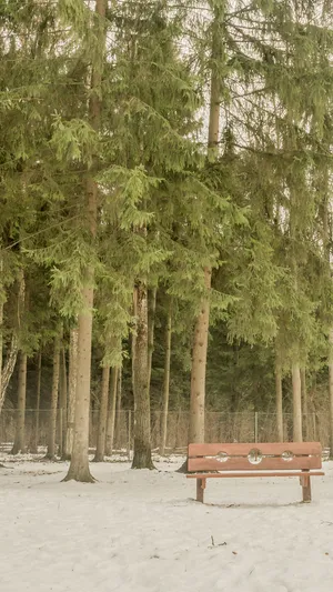 冬日雪地清新植物摄影_1
