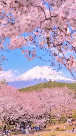 富士山春日浪漫樱花摄影