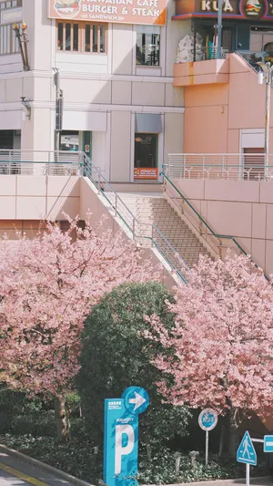 樱花街头清新治愈摄影_1