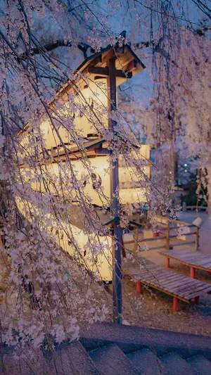 清新樱花唯美迷人京都夜景_1