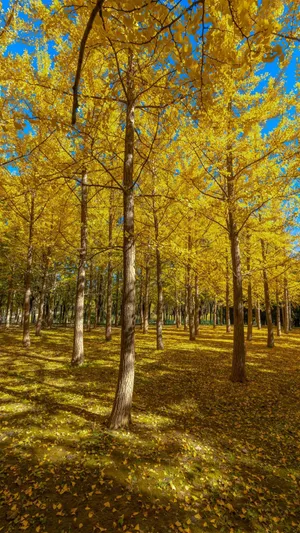 金秋十月银杏林唯美风景写真
