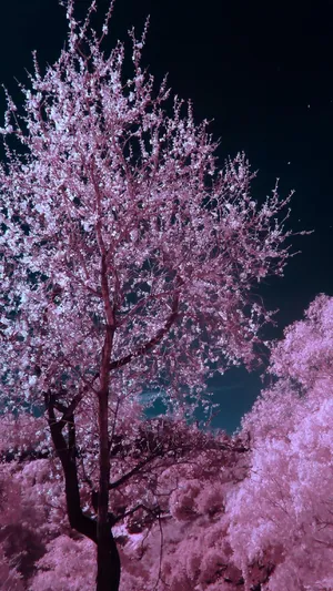 浪漫樱花唯美夜色风景写真
