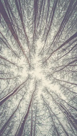 在森林的一角仰望天空_1