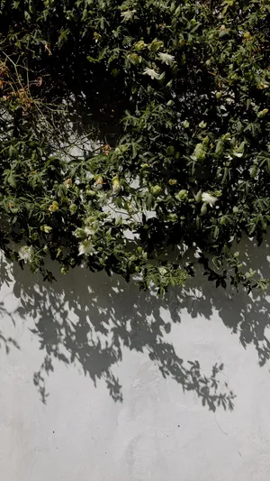 宁静的午后_1
