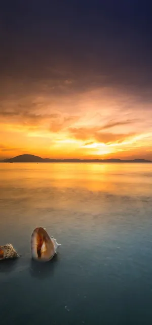 夕阳下海岸边的海螺
