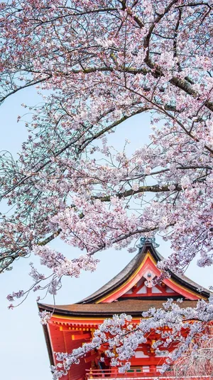 与你的唯美樱花世界_1