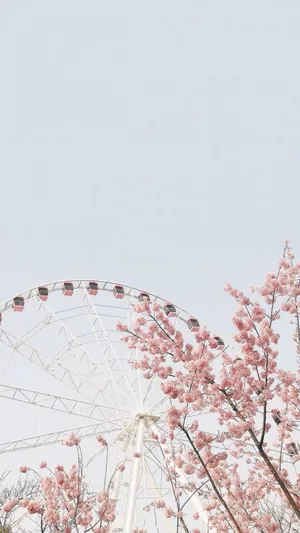 摩天轮下的唯美樱花风光
