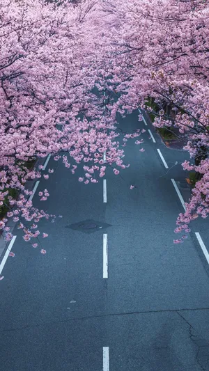 梦幻的樱花世界