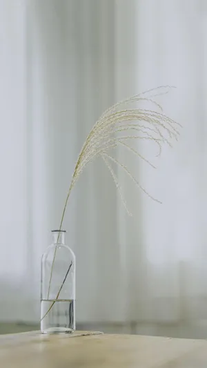 微微的阳光