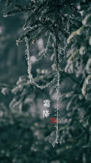 霜降之绿松挂银帘