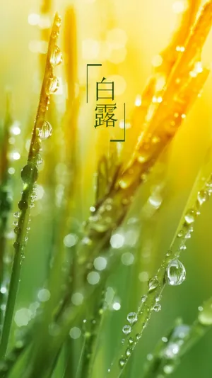 白露:晨曦的露珠