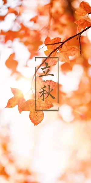 立秋之火红的枫叶_1