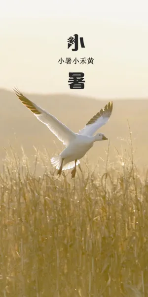 小暑:芦苇荡里的风景