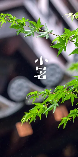 小暑庭院一角背景_1