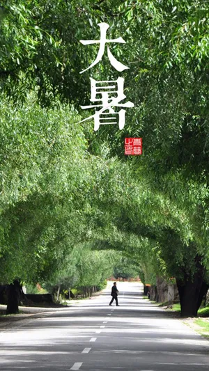 大暑树荫大路背景_1