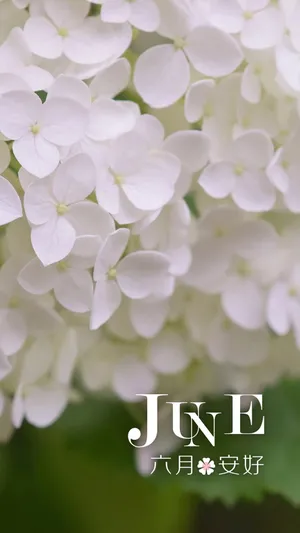 六月的小花