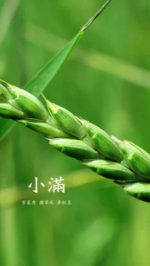 传统节气小满_1
