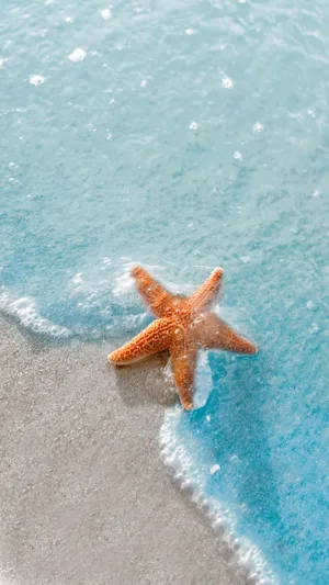 海洋之歌